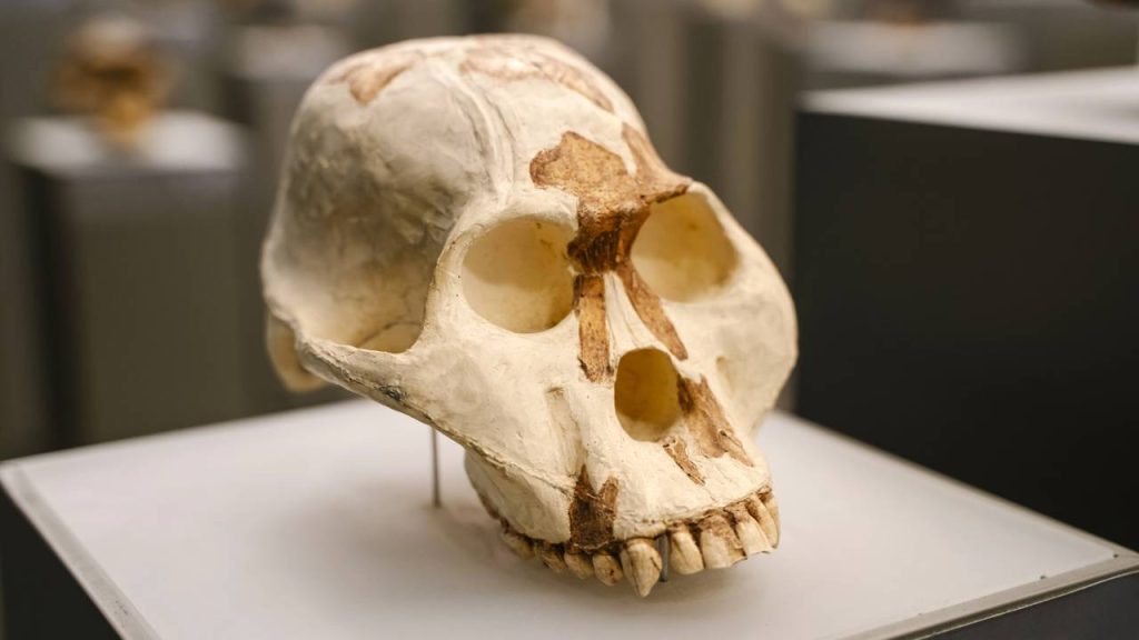 origem dos hominíneos