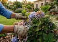 Essa planta comum em toda casa precisa de poda no fim do verão para evitar galhos secos e estimular novas flores no jardim
