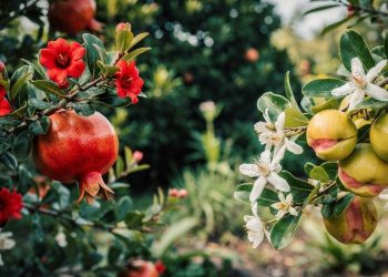 As árvores frutíferas que transformam qualquer quintal pequeno em um pomar perfumado e saudável