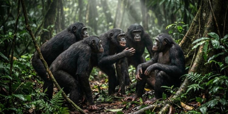 Durante anos, o bonobo foi apresentado como o primata que a evolução teria “domesticado”: tolerante, afetivo e capaz de resolver conflitos sem violência