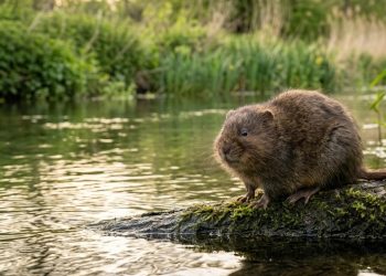 Após 20 anos, este pequeno mamífero, considerado o jardineiro da natureza, retorna da extinção