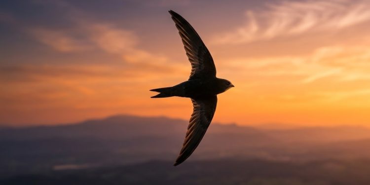 O andorinhão-preto detém o recorde biológico mais impressionante do reino animal ao realizar todas as suas funções vitais em pleno voo, desafiando os limites da resistência física