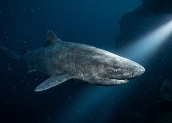 Tubarão gigante é flagrado na Antártida e desafia tudo o que a ciência sabia sobre os oceanos