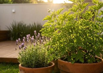 Cinco plantas que perfumam e ajudam a manter o jardim livre de pragas