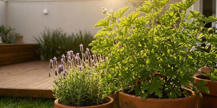 Cinco plantas que perfumam e ajudam a manter o jardim livre de pragas