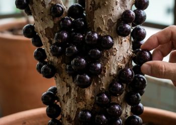 Esta árvore enraíza fácil em vasos largos, fundos de casa e gera frutos roxos ricos em antioxidantes mesmo com poucas horas de sol
