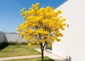 Cinco árvores que podem ser plantadas em casa sem danificar a fundação