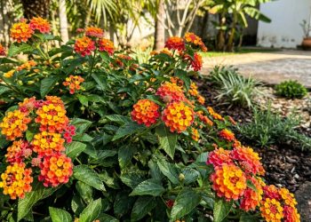 A planta que cresce rápido e floresce por longos períodos trazendo cor intensa para o jardim