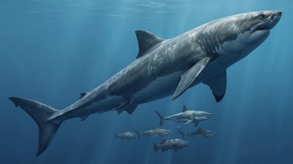 Os cientistas afirmam que os megalodontes eram maiores do que se pensava anteriormente