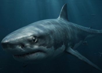 Os cientistas afirmam que os megalodontes eram maiores do que se pensava anteriormente