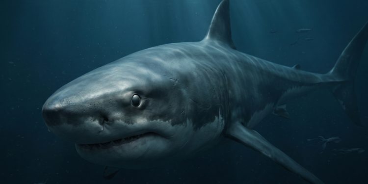 Os cientistas afirmam que os megalodontes eram maiores do que se pensava anteriormente