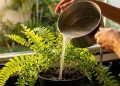 Todo mundo joga fora, mas para a planta, é ouro puro, e pouquíssimas pessoas sabem disso