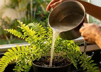 Todo mundo joga fora, mas para a planta, é ouro puro, e pouquíssimas pessoas sabem disso