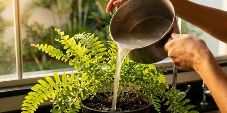 Qualquer planta doméstica sofre com a falta de minerais que você descarta pelo ralo da pia todos os dias