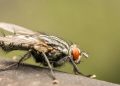 Cérebro de mosca em um computador, o que os cientistas realmente conseguiram simular