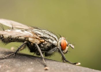 Cérebro de mosca em um computador, o que os cientistas realmente conseguiram simular