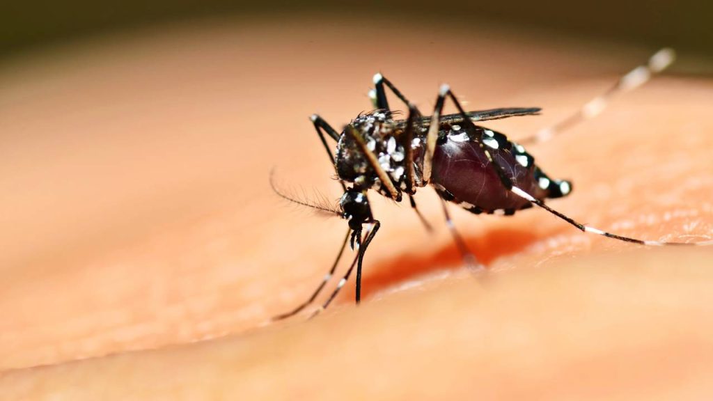 mosquitos 