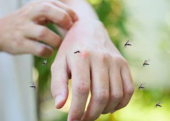 Por que os mosquitos picam algumas pessoas mais do que outras?