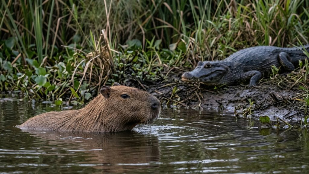 Por que os crocodilos não comem capivaras