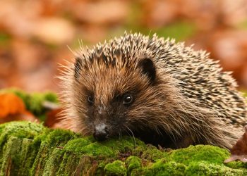 Pesquisadora descobre superpoder secreto em animal que parecia frágil e vulnerável