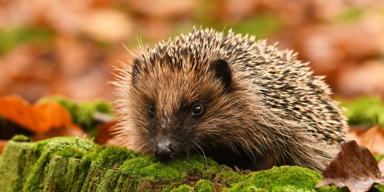 Pesquisadora descobre superpoder secreto em animal que parecia frágil e vulnerável