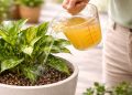 Esse fertilizante chamado de "ouro líquido" é rico em cálcio e estimula o crescimento das plantas no outono