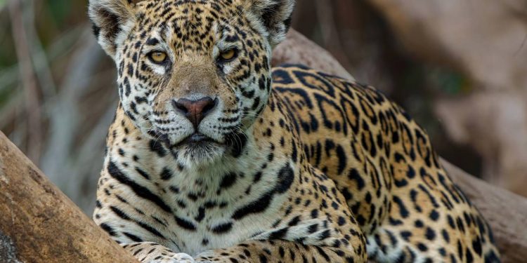 “Por que o Brasil deve ser seu próximo destino de safári”: Revista Vogue coloca Pantanal ao lado dos grandes safáris da África