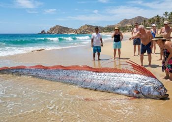 A maior espécie de peixe ósseo do mundo é encontrada no México