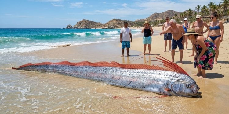 A maior espécie de peixe ósseo do mundo é encontrada no México