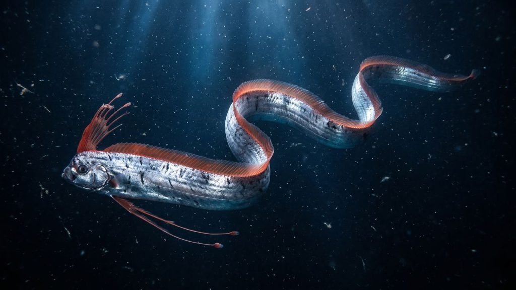 A maior espécie de peixe ósseo do mundo é encontrada no México
