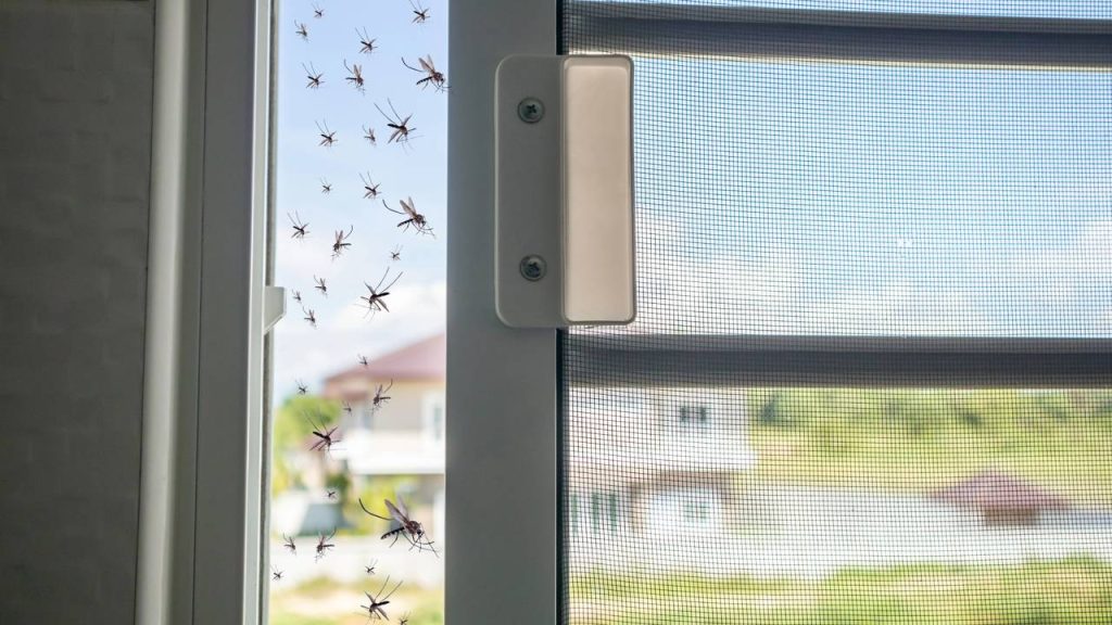 mosquitos 