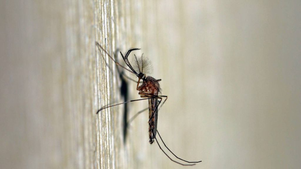 mosquitos 