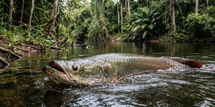O peixe gigante da Amazônia que virou espécie invasora no próprio habitat