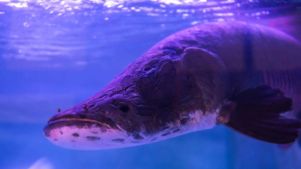 O peixe gigante da Amazônia que virou espécie invasora no próprio habitat