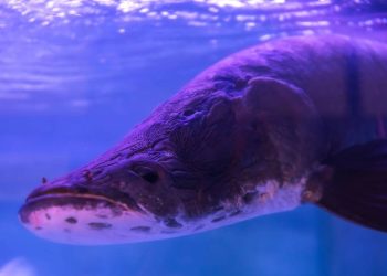O peixe gigante da Amazônia que virou espécie invasora no próprio habitat