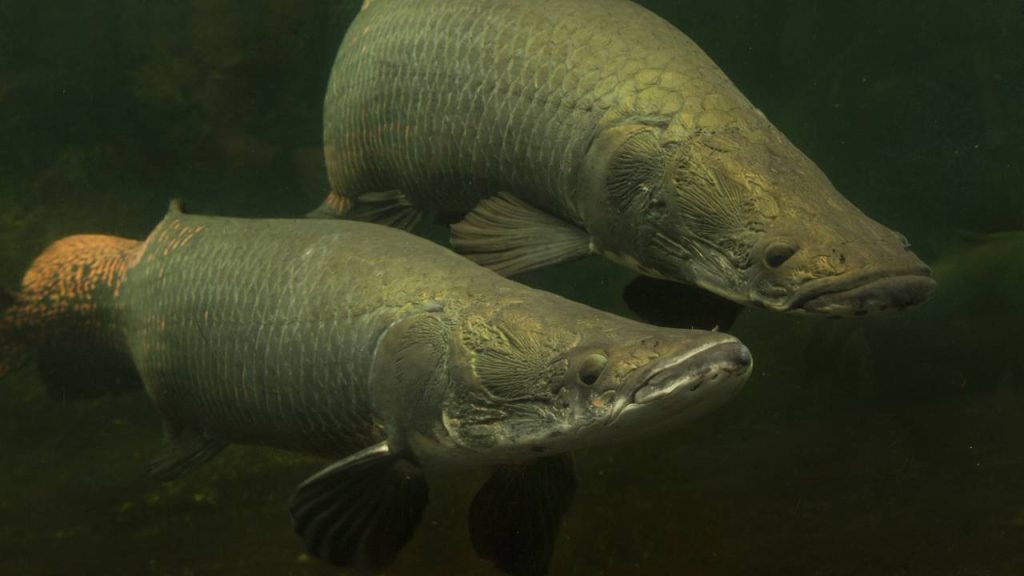 O peixe gigante da Amazônia que virou espécie invasora no próprio habitat