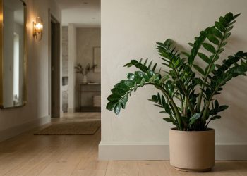 Três plantas ideais para ter no corredor: elas precisam de pouca luz e transformam o ambiente