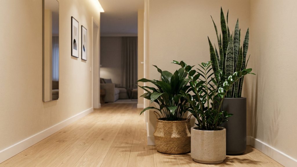 Três plantas ideais para ter no corredor: elas precisam de pouca luz e transformam o ambiente