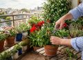 Cinco plantas da varanda que precisam de poda após o verão para evitar folhas secas e aparência desleixada