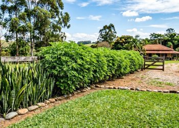 As 7 plantas para afastar cobras que criam uma barreira natural e segura no quintal