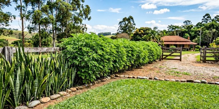 O cultivo tático de plantas para afastar cobras resgata a antiga sabedoria caipira para erguer um escudo olfativo poderoso no lote, unindo a beleza estética do paisagismo com a defesa imediata da sua família