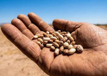 A planta que alimentou povos áridos por milênios, sobreviveu ao calor extremo do deserto e foi deixada de lado pela agricultura moderna