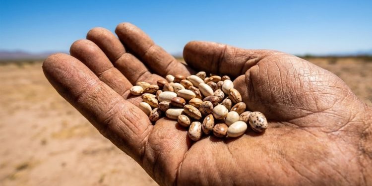 A planta que alimentou povos áridos por milênios, sobreviveu ao calor extremo do deserto e foi deixada de lado pela agricultura moderna