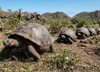 Mais de 1.500 tartarugas-gigantes trazidas de volta para Galápagos estão derrubando arbustos, espalhando sementes e reiniciando processos ecológicos interrompidos