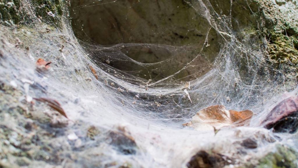 maior teia de aranha do mundo