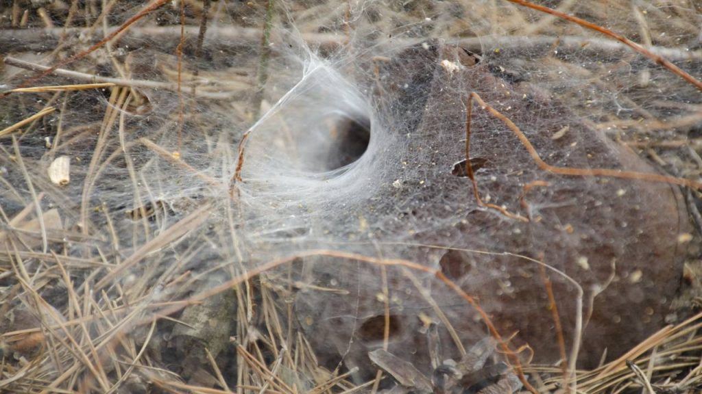 maior teia de aranha do mundo