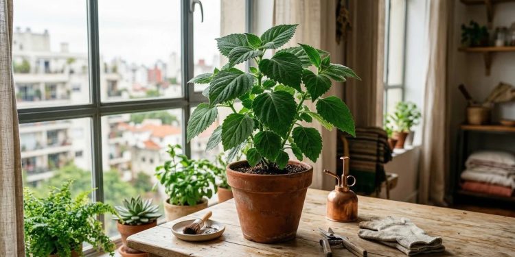 O patchouli surge como o arbusto perfeito para ambientes fechados, garantindo uma colheita fresca e super perfumada em qualquer época do ano