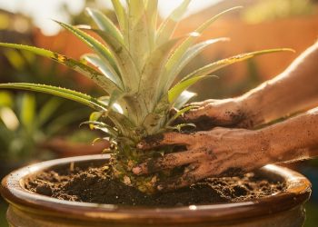 Esta fruta anti-inflamatória custa pouco e ensinamos como plantar no seu próprio quintal