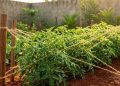 Esqueça as gaiolas para tomate: existe uma maneira melhor e mais fácil de cultivá-lo no seu jardim