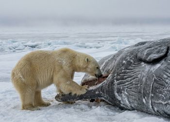 Em uma cena rara, uma ursa polar, pesando cerca de 300 kg, se alimenta de uma baleia cachalote macho com mais de 40 toneladas